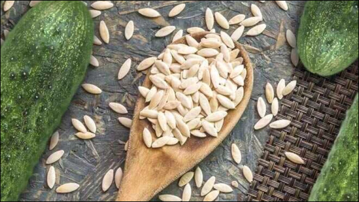 jsn Kheera Seed  100 gm