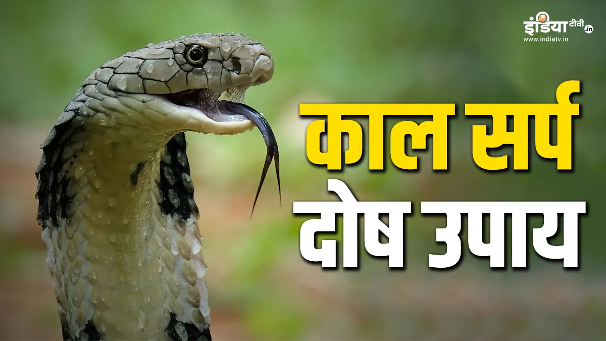Nag Panchami 2024: नाग पंचमी के दिन सर्प दंश और कालसर्प दोष से मुक्ति पाने के लिए इस तरह करें नाग देवता की पूजा, यहां जानें सही तरीका Nag Panchami 2024- India TV Hindi
