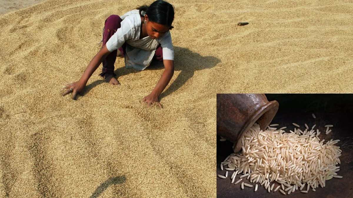 सरकार ने बासमती चावल पर न्यूनतम निर्यात मूल्य सीमा हटाई, किसानों की बढ़ेगी आमदनी बासमती चावल- India TV Paisa