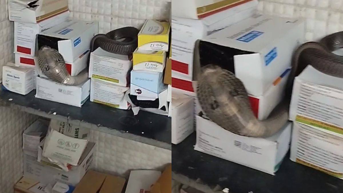 सरकारी हॉस्पिटल के डॉक्टर के केबिन में घुसा किंग कोबरा, मच गई अफरा-तफरी