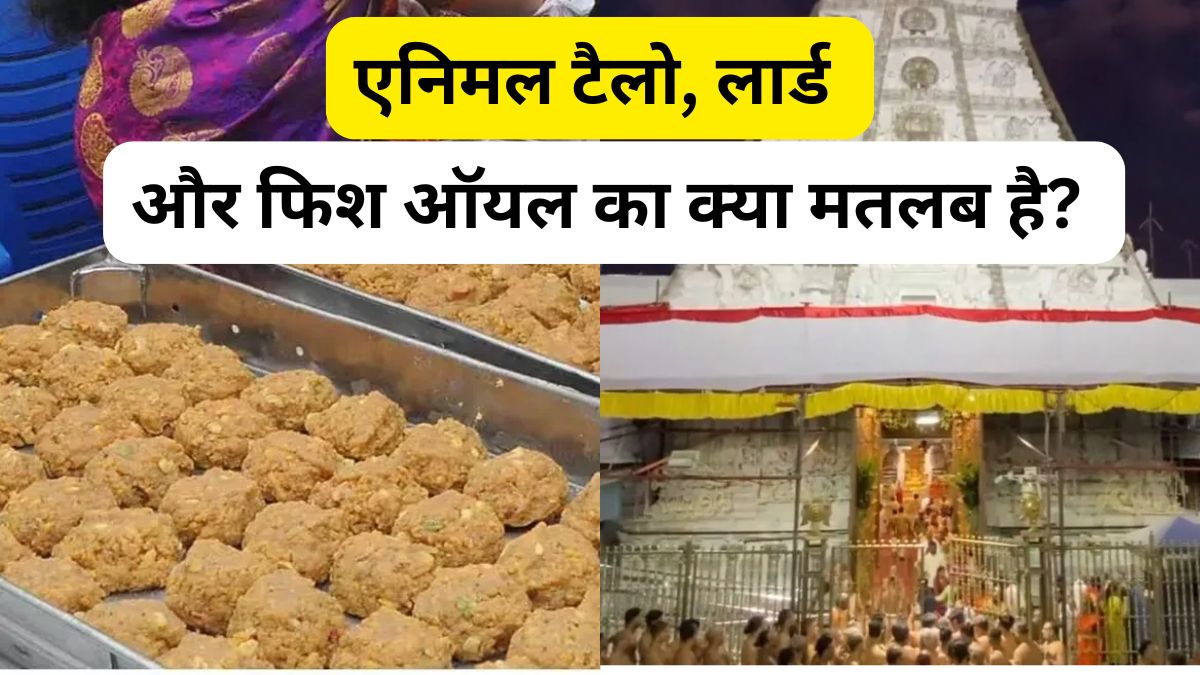 Explainer: तिरुपति मंदिर प्रसाद विवाद में सामने आए एनिमल टैलो, लार्ड और फिश ऑयल जैसे नामों का क्या मतलब है?