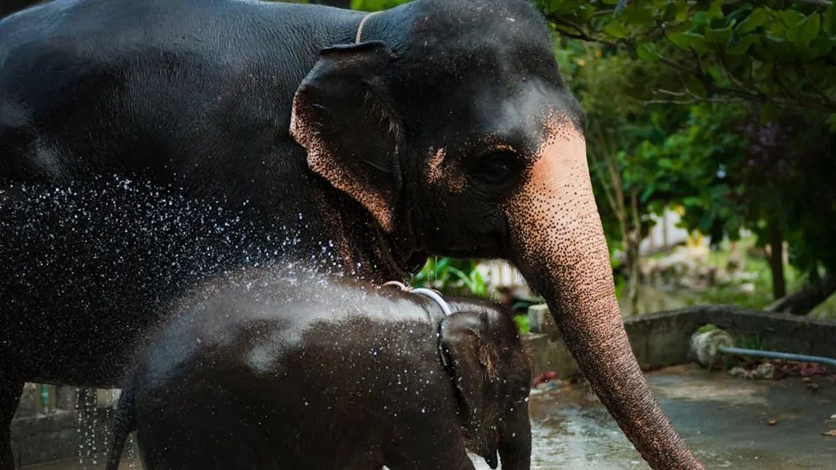 Explainer: क्यों सैकड़ों जंगली जानवरों को मारने की योजना बना रहा है नामीबिया? Namibia - India TV Hindi