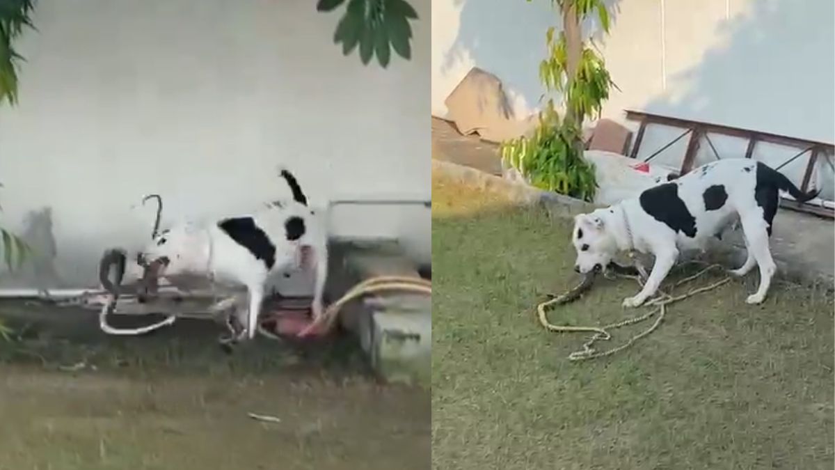 VIDEO: पिटबुल कुत्ते ने कोबरा सांप के कर दिए कई टुकड़े, मालिक की बचाई जान, वफादारी की हो रही तारीफ