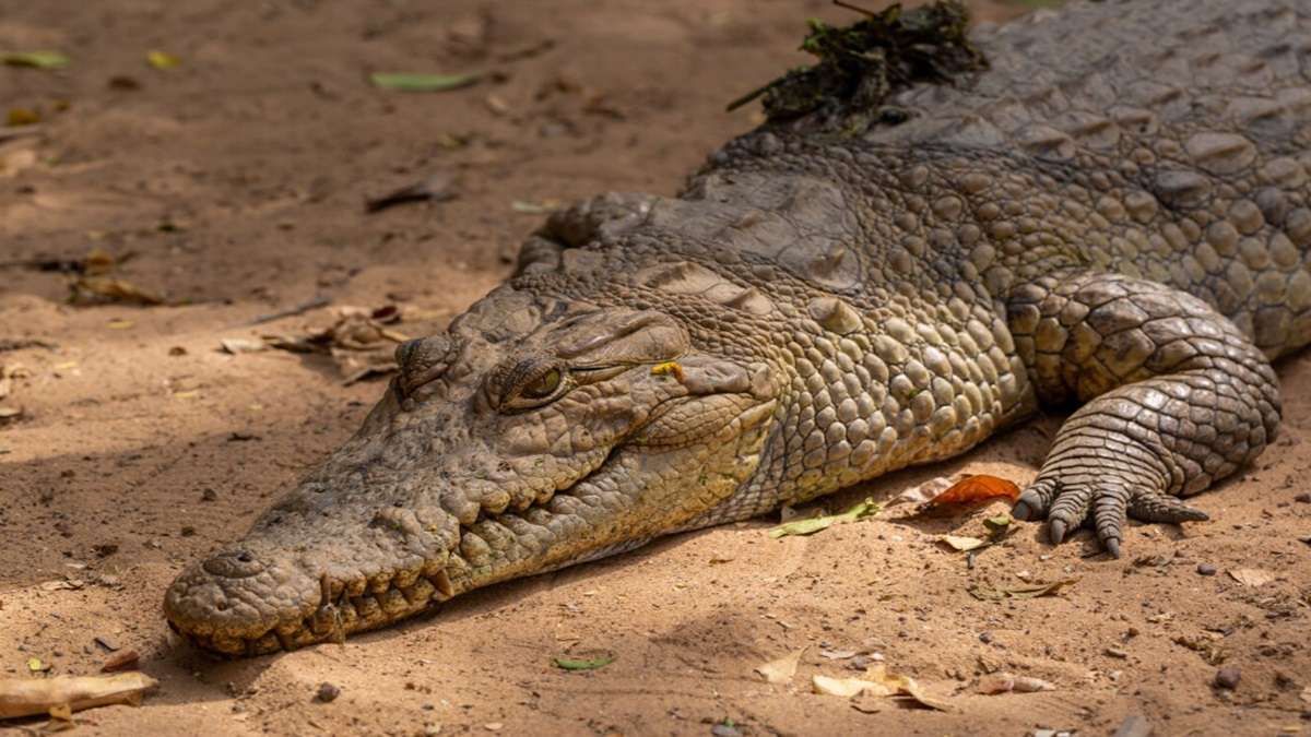 अटकी सांस! भारी बारिश के बीच वडोदरा के रिहायशी इलाकों में पहुंचे 24 मगरमच्छ, वन विभाग ने किया रेस्क्यू