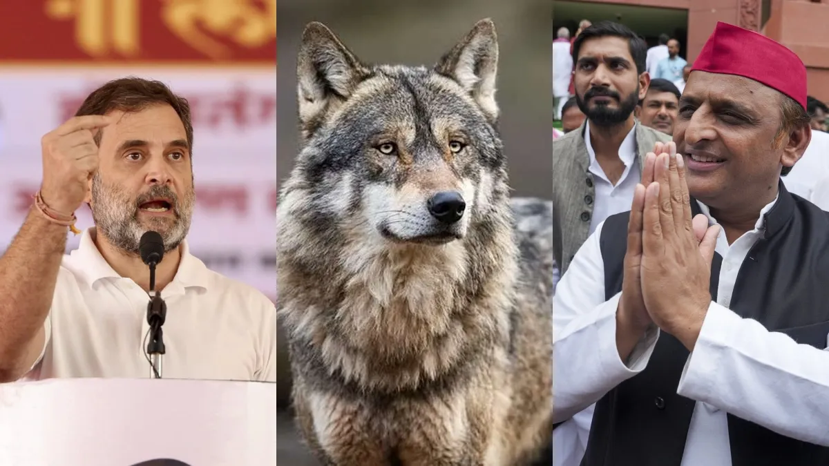 यूपी उपचुनाव में भेड़िया पलट सकता है बाजी, आदमखोर का सियासी फायदा उठाने की तैयारी में सपा-कांग्रेस Wolf Congress SP- India TV Hindi