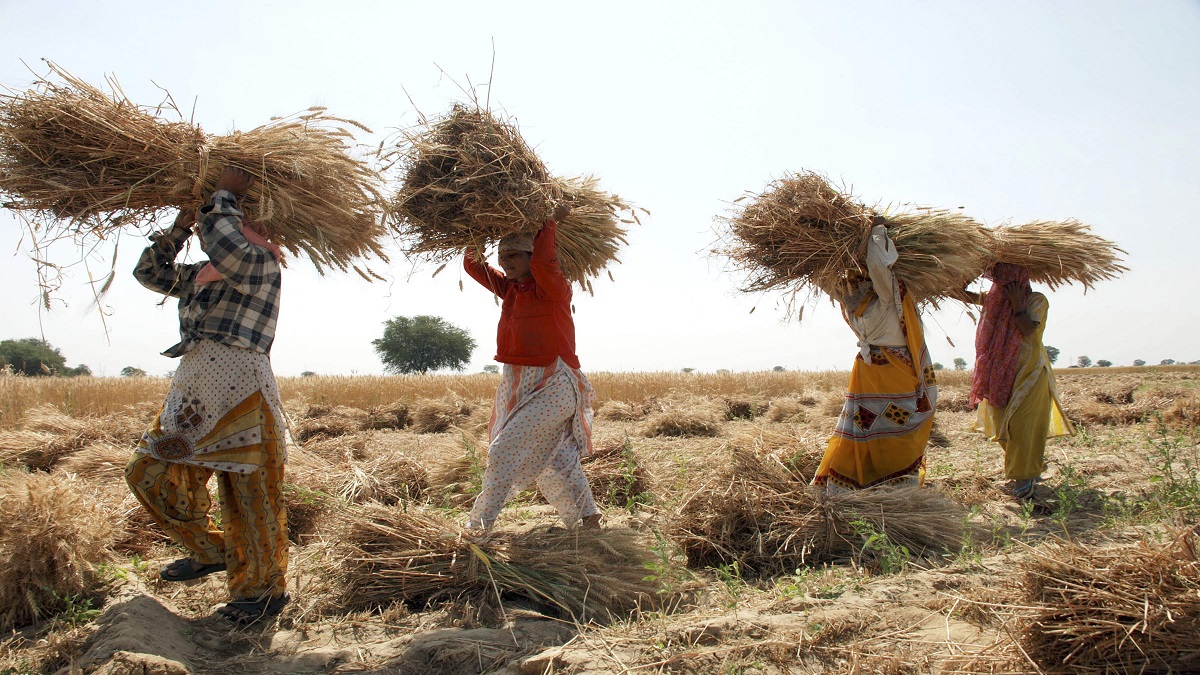 दिवाली पर किसानों को गिफ्ट, मोदी सरकार ने गेहूं चना समेत 6 रबी फसलों पर MSP बढ़ाई