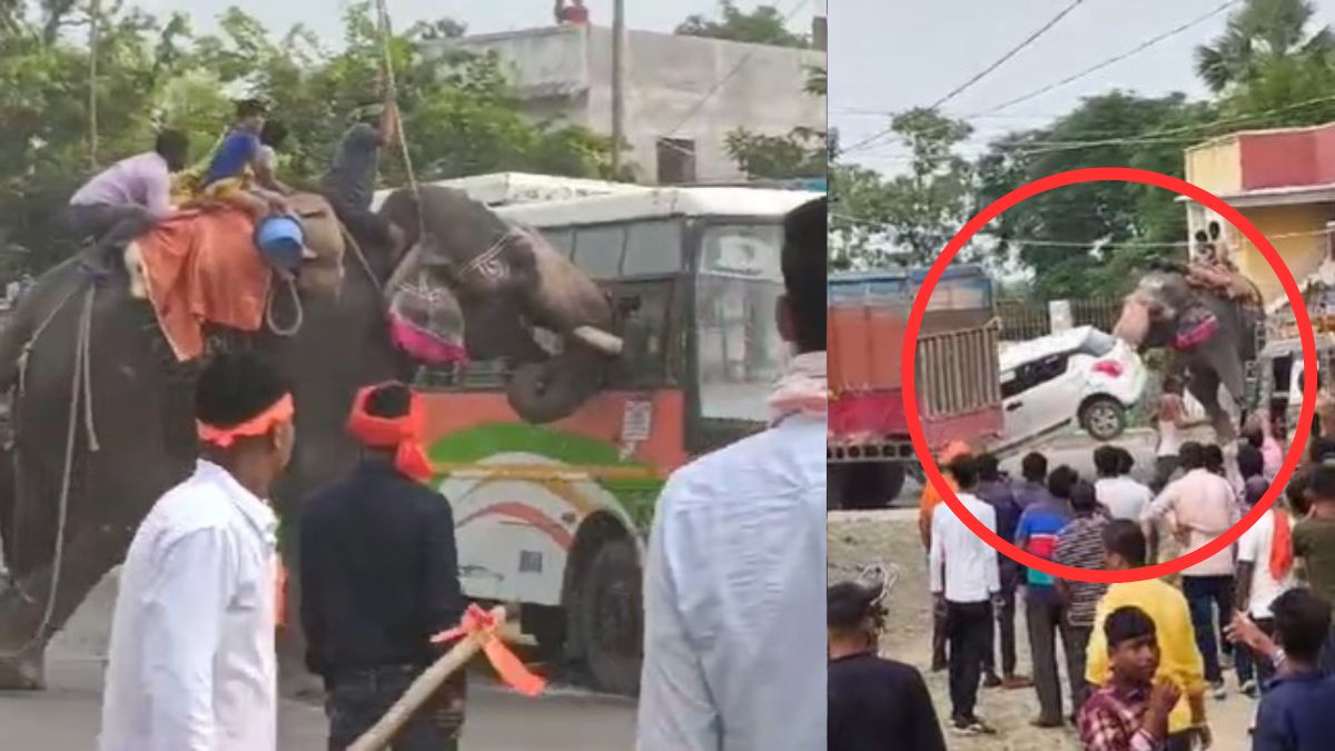 दशहरा जुलूस में बेकाबू हाथी में मचाया उत्पात, गाड़ियों को खिलौने की तरह उठाकर फेंका; एक शख्स की गई जान