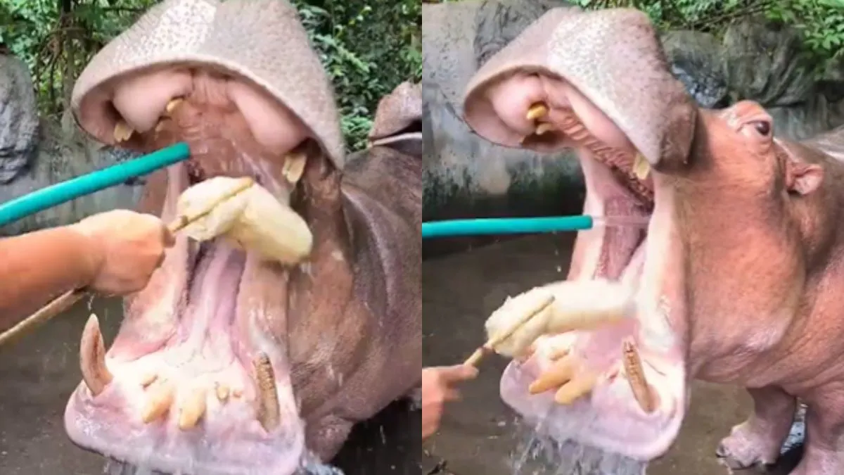 ऐसे होती है दरियाई घोड़े के दांतों की सफाई, इंसानों की तरह ब्रश से करते हैं साफ, देखें Video दरियाई घोड़े के दांत साफ करता दिखा शख्स- India TV Hindi