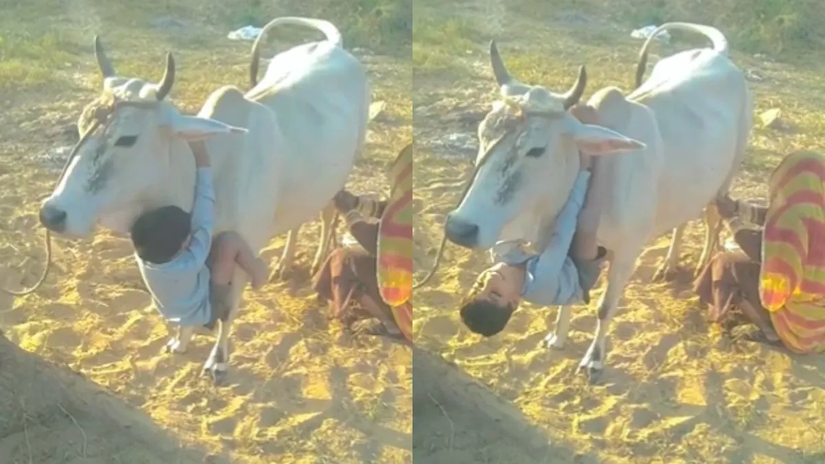 'यूं ही गाय को मां नहीं कहते', गौ माता के इस Video को देख लोगों ने कही ये बात गाय के साथ खोलता हुआ बच्चा- India TV Hindi