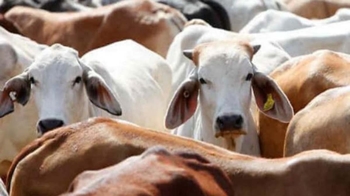 UP: मृत गायों को ट्रैक्टर से घसीटा और वीडियो बनाकर सोशल मीडिया में किया अपलोड, 2 के खिलाफ केस दर्ज