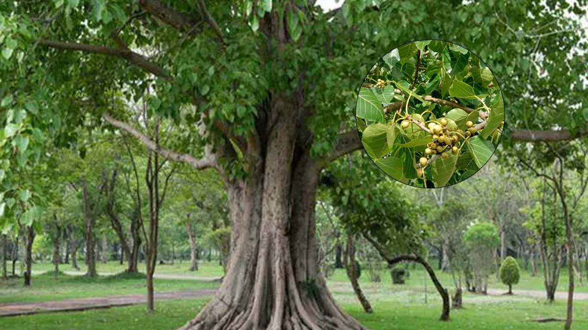 Vastu Rules of Pipal Tree: घर में पीपल का पेड़ उग जाए तो क्या करना चाहिए? जानें यह किस बात का देता है संकेत पीपल पेड़- India TV Hindi