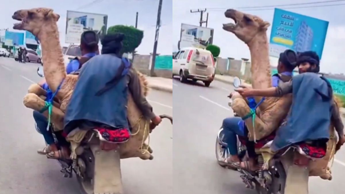 ऊंट को बाइक पर बैठा सैर पर निकले दो लड़के, Video देख लोगों को नहीं हुआ अपनी आंखों पर यकीन