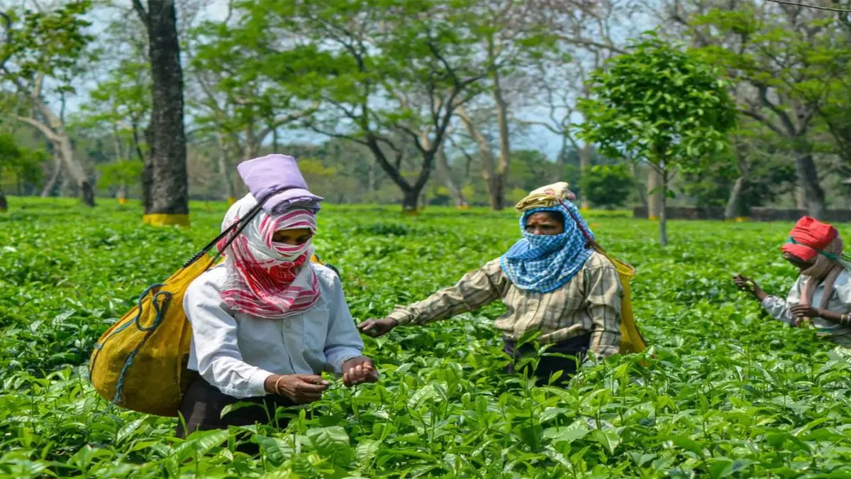 चाय बागानों से आई ये बुरी खबर, 'चाय' की चुस्की होगी महंगी! Tea Garden- India TV Paisa