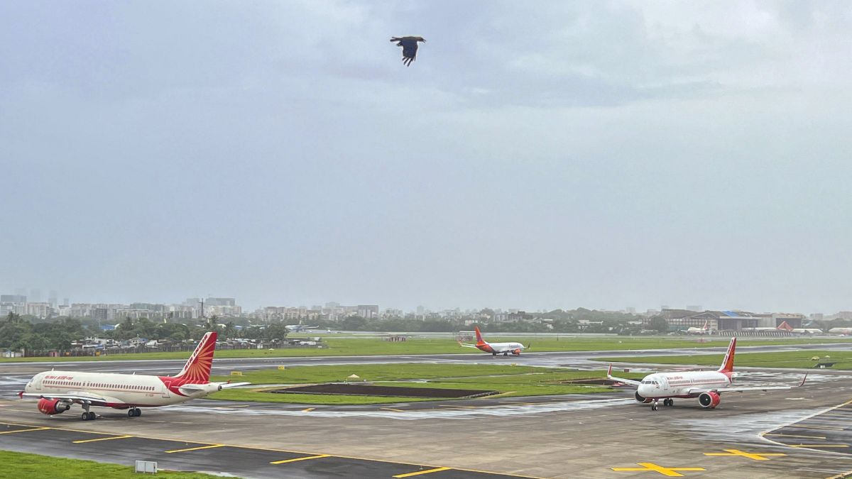 Plane Crash: क्या होता है जब कोई पक्षी विमान से टकराता है…”Bird Hit” से साउथ कोरिया में कैसे हुआ प्लेन क्रैश