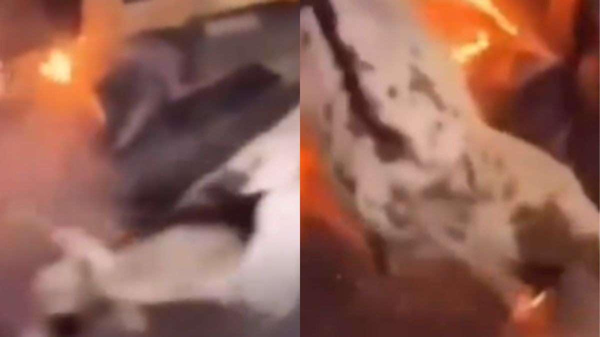 कभी जानवरों को खुदकुशी करते देखा है? अगर नहीं तो इस Video में देख लें