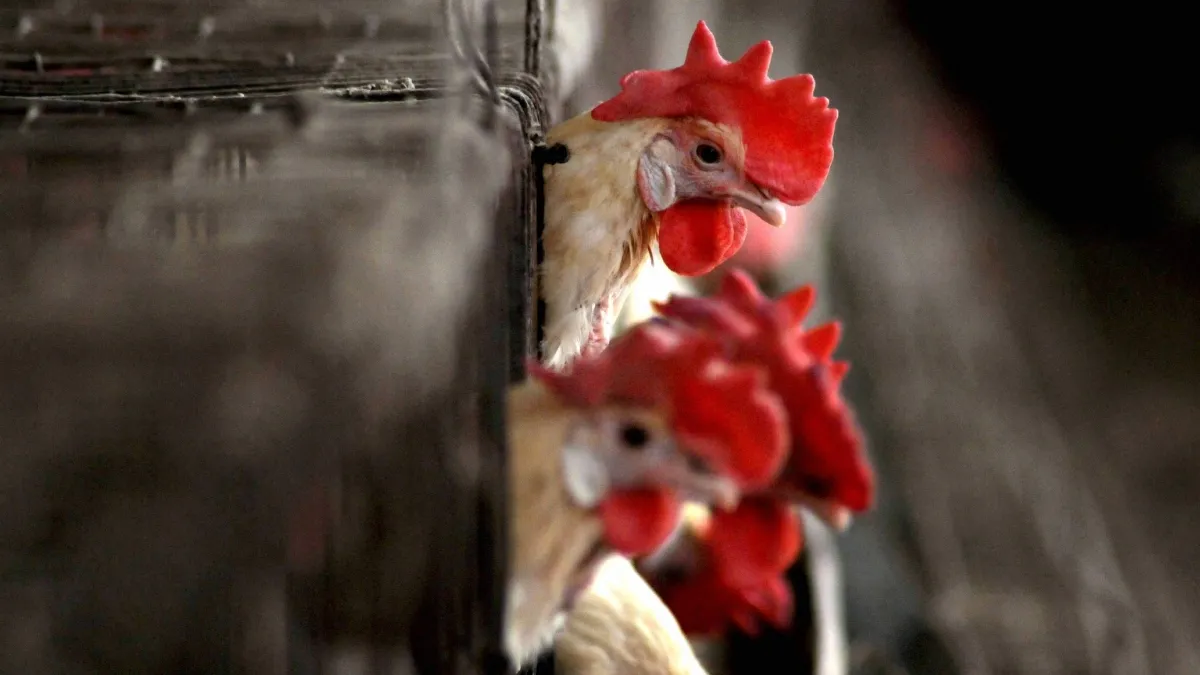 रायगढ़ कुक्कुट पालन केन्द्र में फैला बर्ड फ्लू, रात 11 बजे हुई आपातकालीन बैठक, अंडे-चूजे सब नष्ट Bird flu- India TV Hindi