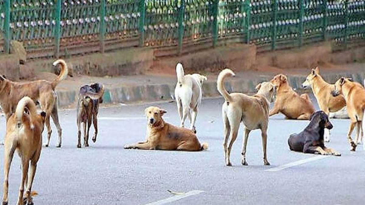 आदमखोर हो गए इस शहर के एक दर्जन कुत्ते, 10 साल के बच्चे को नोच खाया, हुई दर्दनाक मौत – India TV Hindi