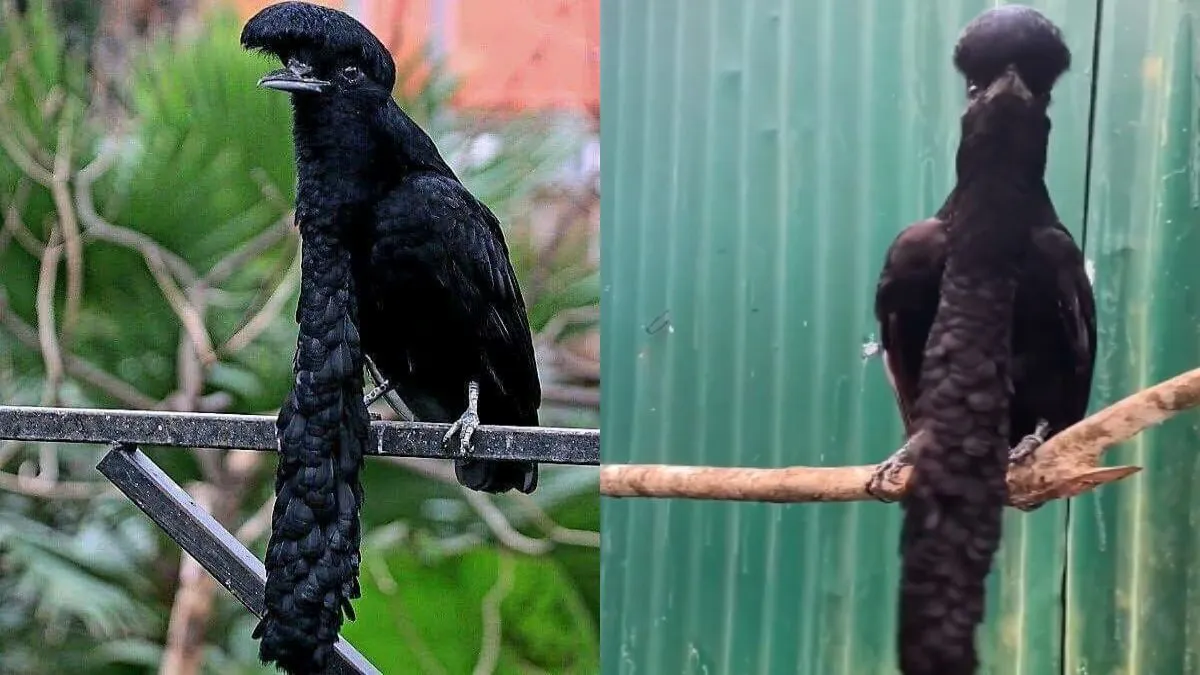 सोशल मीडिया पर दिखा ये दुर्लभ पक्षी- India TV Hindi