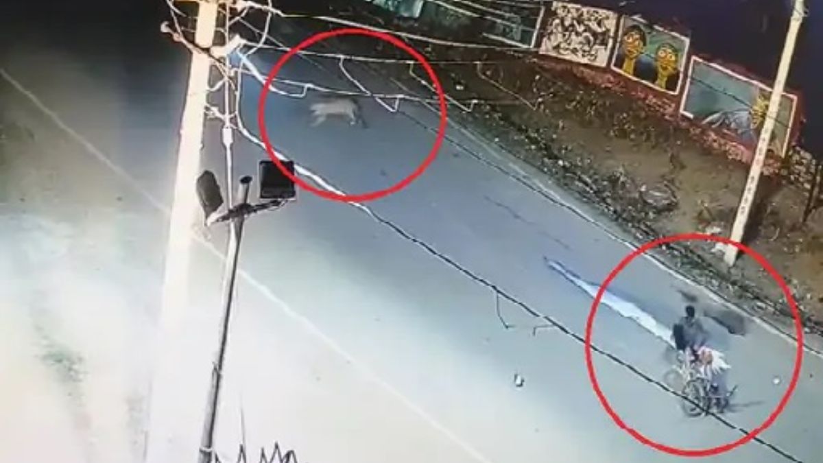 सड़क पार कर रहा तेंदुआ दूध वाले की बाइक से टकराया, उदयपुर की यह घटना CCTV में हुई कैद, सामने आया यह खौफनाक Video