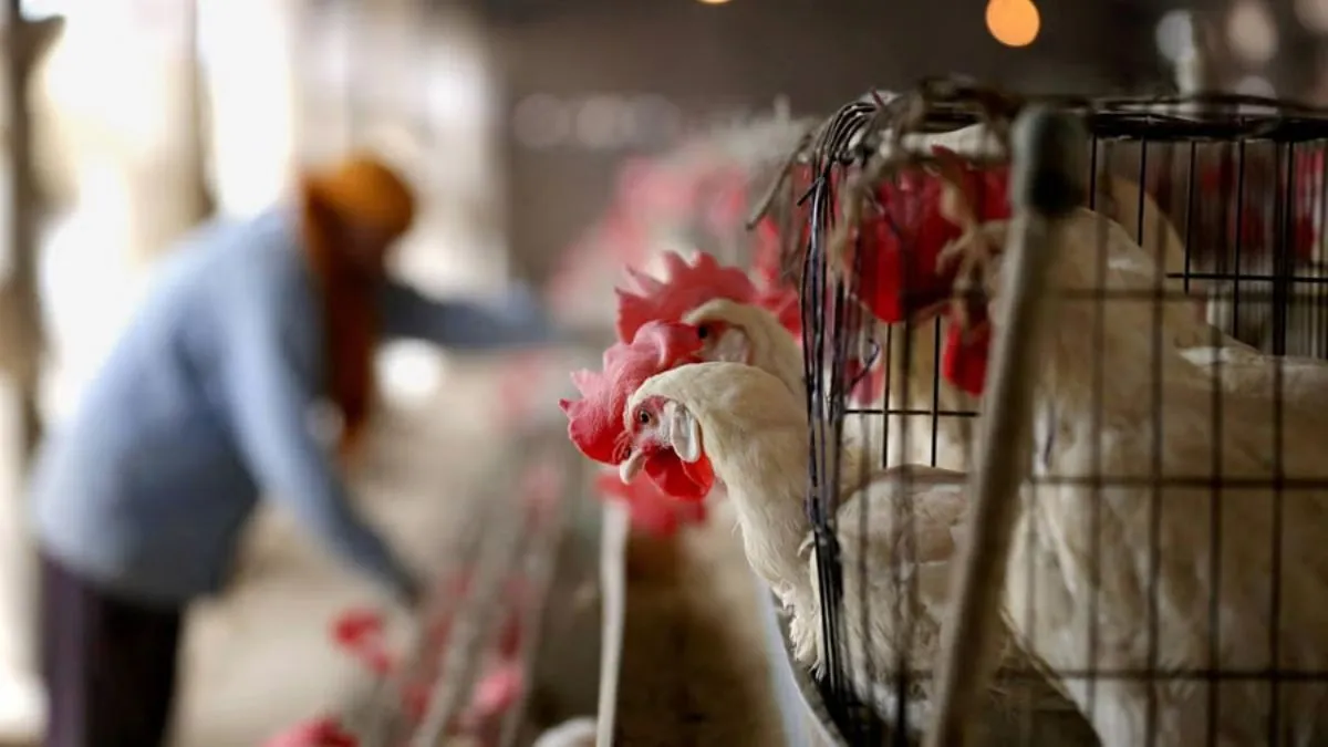 बर्ड फ्लू का खतरा - India TV Hindi