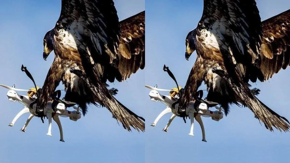 ड्रोन पर झपटते हुए बाज- India TV Hindi