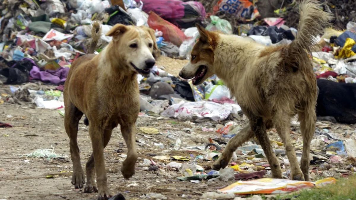 यूपी: कुत्ते के काटने के 45 दिन बाद 3 साल के बच्चे की मौत, परिवार में पसरा मातम