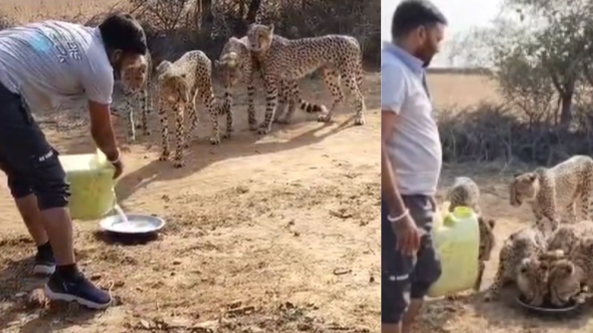मध्य प्रदेश: शिवपुरी में प्यासे चीतों को पानी पिलाया तो विभाग ने कर दी कार्रवाई, VIDEO हुआ वायरल मध्य प्रदेश: शिवपुरी में प्यासे चीतों को पानी पिलाया तो विभाग ने कर दी कार्रवाई, VIDEO हुआ वायरल