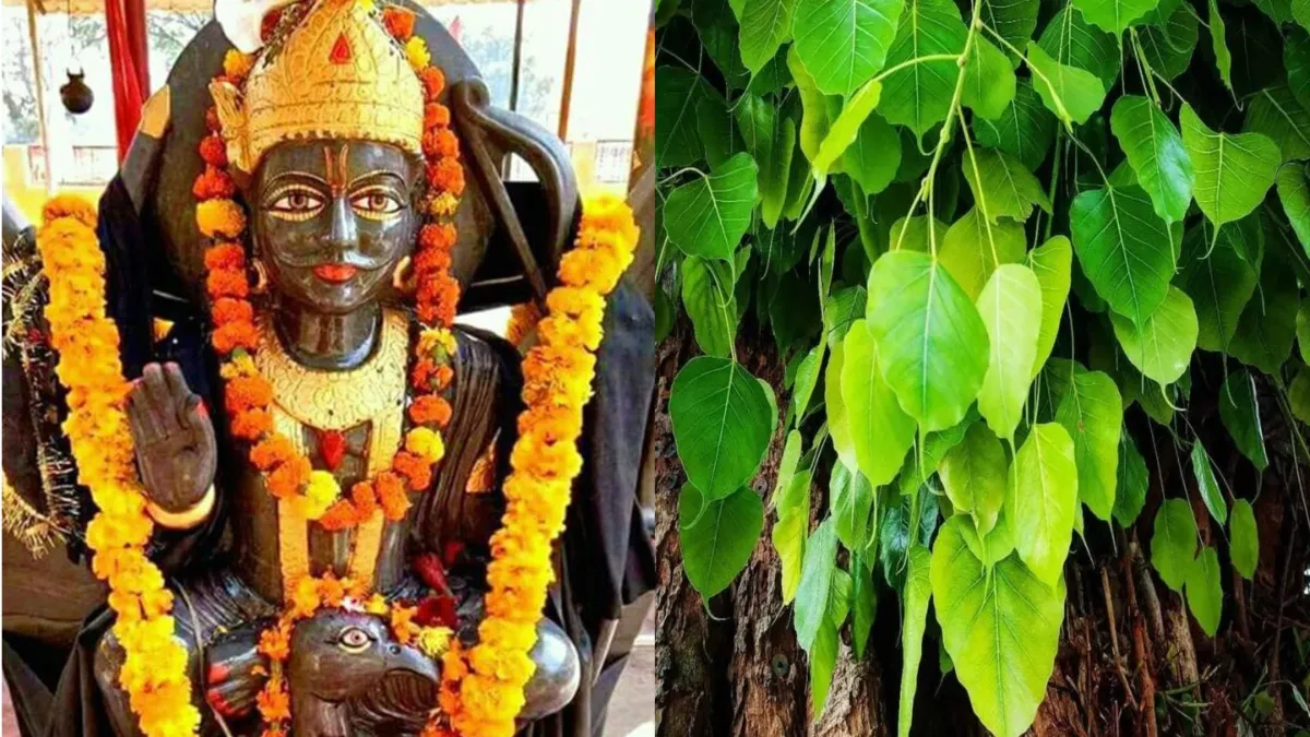Shaniwar Upay: शनिवार को करें पीपल पेड़ का ये उपाय, शनि देव की मिलेगी कृपा दृष्टि, खुशियों से भर जाएगी झोली शनिवार उपाय- India TV Hindi