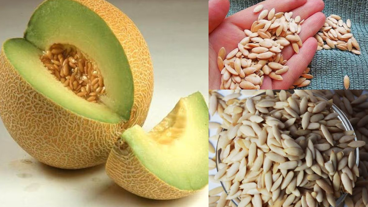 खरबूज के बीज फेंकने से हो सकता है 3 हजार रुपए का नुकसान, इतनी कीमती चीज को कचरे में डालने की न करें भूल
