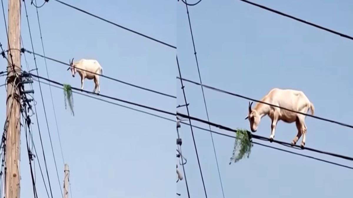 ई तो गजबे हो गया! घास के लिए बिजली के तार पर चढ़ी बकरी, Video देख चकराया लोगों का दिमाग