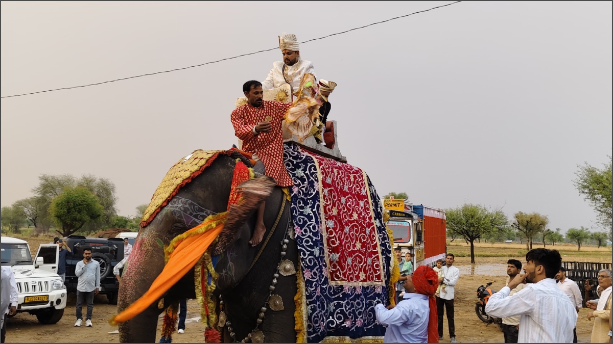 सजे-धजे हाथी पर डॉक्टर दूल्हा, ऊंटों पर बाराती, इस अनूठी शादी को आप भी देखिए- VIDEO