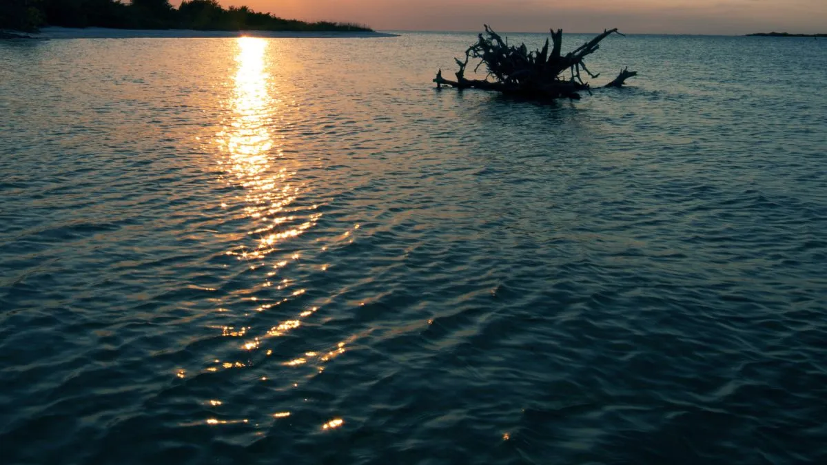 पद्मश्री पुरस्कार से सम्मानित ICAR के पूर्व महानिदेशक की मौत, नदी में बहता मिला शव सांकेतिक फोटो- India TV Hindi