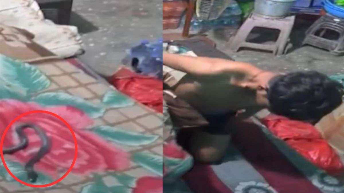 रात में बिस्तर पर चढ़ा सांप और सोते समय लड़के को काटा, हुई मौत, CCTV में कैद हुई पूरी घटना
