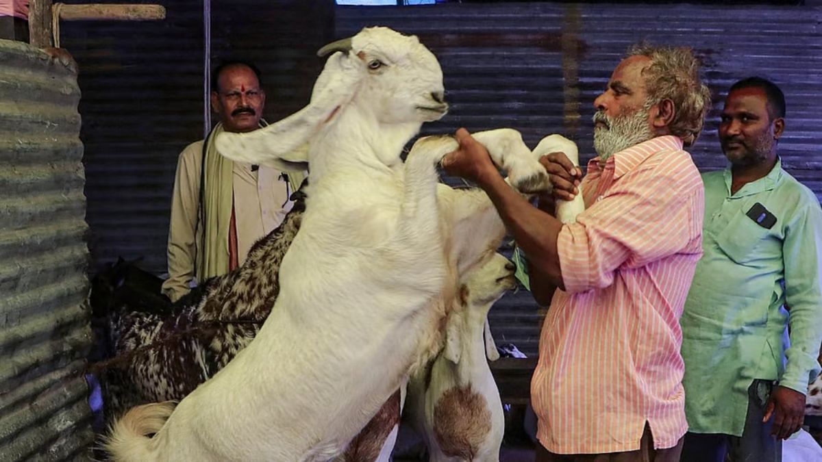 बकरीद पर गाय, ऊंट की कुर्बानी दी तो खैर नहीं! दिल्ली सरकार ने जारी की एडवाइजरी