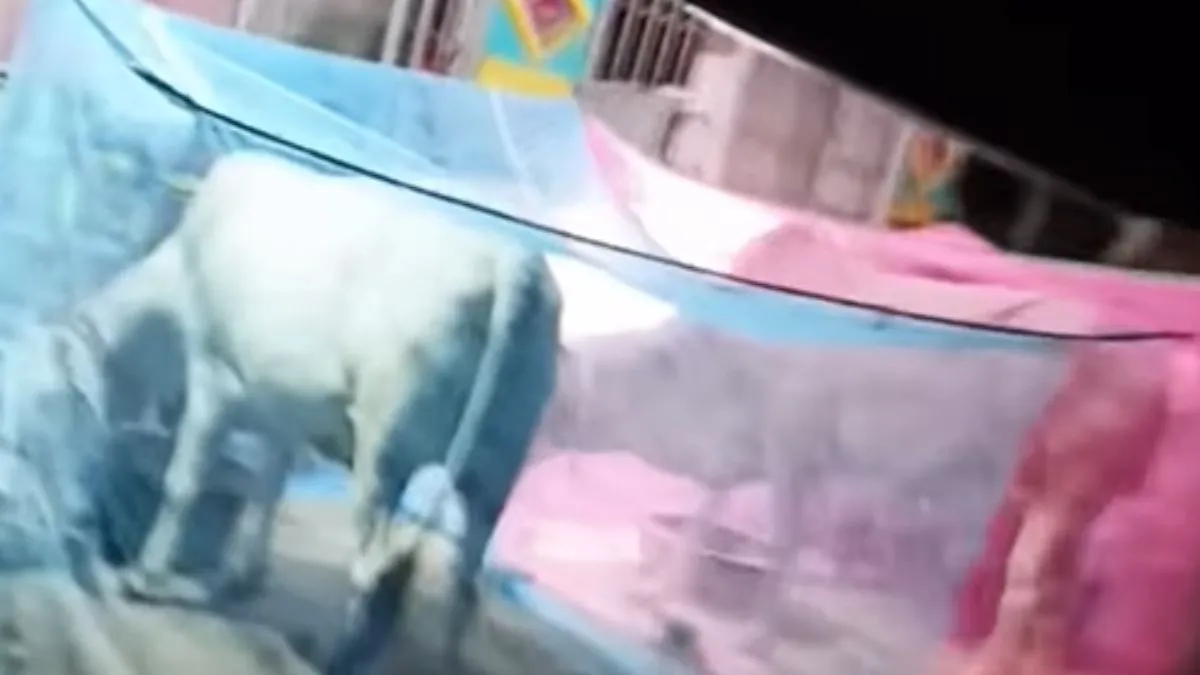 इंसान नहीं देवमानुष है ये आदमी! गायों को काट रहे थे मच्छर तो मालिक ने सबके लिए लगवा दी मच्छरदानी मच्छरदानी के अंदर गायें- India TV Hindi