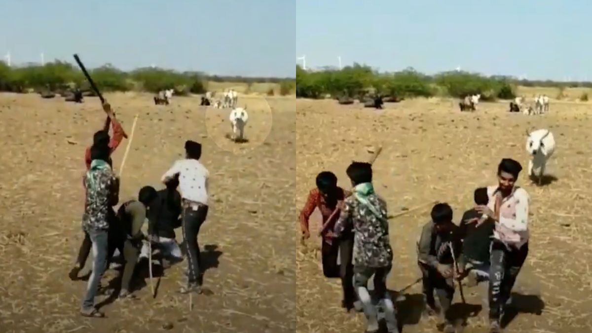 मालिक पर न्योछावर गाय की ममता, शख्स की जान खतरे में देख बचाने दौड़ पड़ीं गौ माता, Video हुआ वायरल