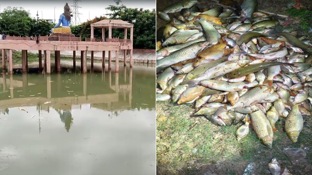 लखनऊ के इस प्रसिद्ध मंदिर के तालाब में 4 क्विंटल मछलियां मरी, कुत्ते ने खाया तो उसकी भी मौत; हादसे की वजह क्या?