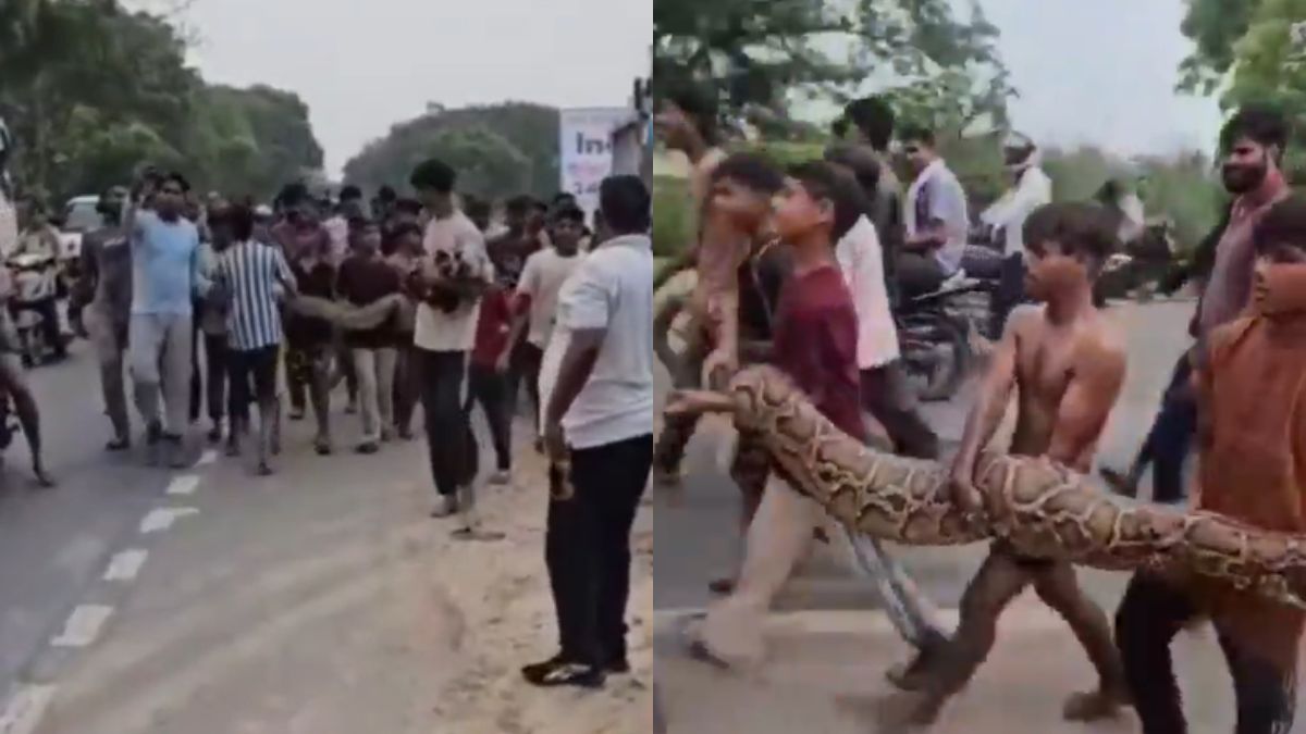 यूपी के लड़के Python सांप से भी नहीं डरते, वायरल Video कर देगा हैरान