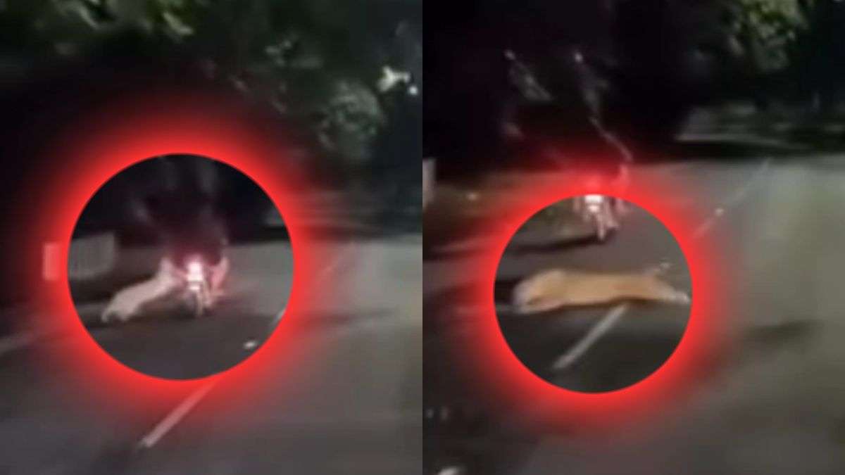 झाड़ियों से निकला तेंदुआ और बाइक सवारों पर झपट पड़ा, कैमरे में रिकॉर्ड हुआ यह खौफनाक Video