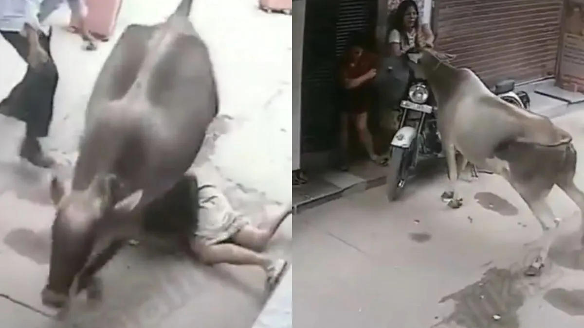 वायरल वीडियो का स्क्रीनशॉट- India TV Hindi