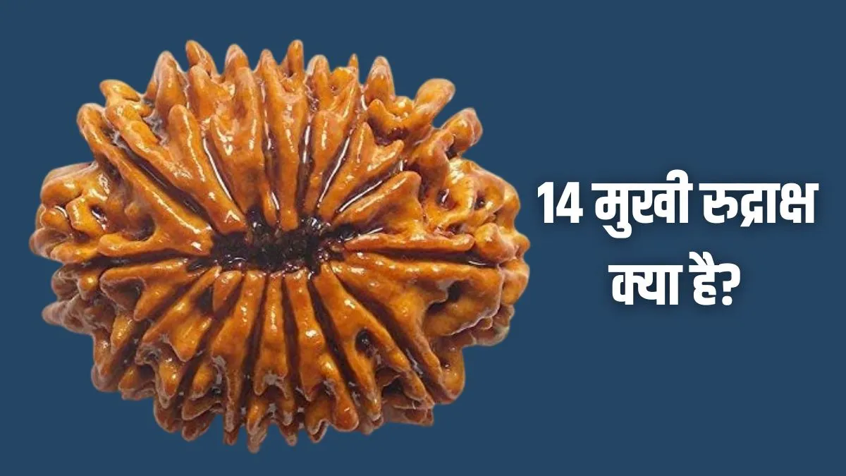 14 मुखी रुद्राक्ष: इसे क्यों कहा जाता है देवमणि या महाशनि? जानिए किसके लिए है वरदान 14 Mukhi Rudraksha- India TV Hindi