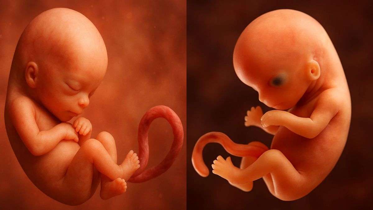 दुनिया का सबसे उम्रदराज शिशु, 30 साल पुराने भ्रूण से हुआ पैदा, जानिए कैसे हुआ ये संभव