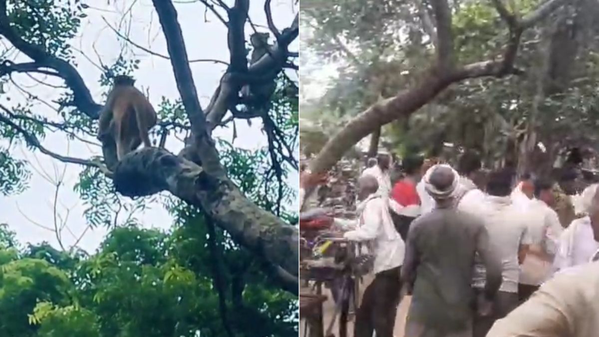 यूपी के औरैया में पेड़ से रुपये की बारिश करने लगा बंदर, तहसील में पैसे लूटने के लिए जुट गई भीड़, वीडियो वायरल