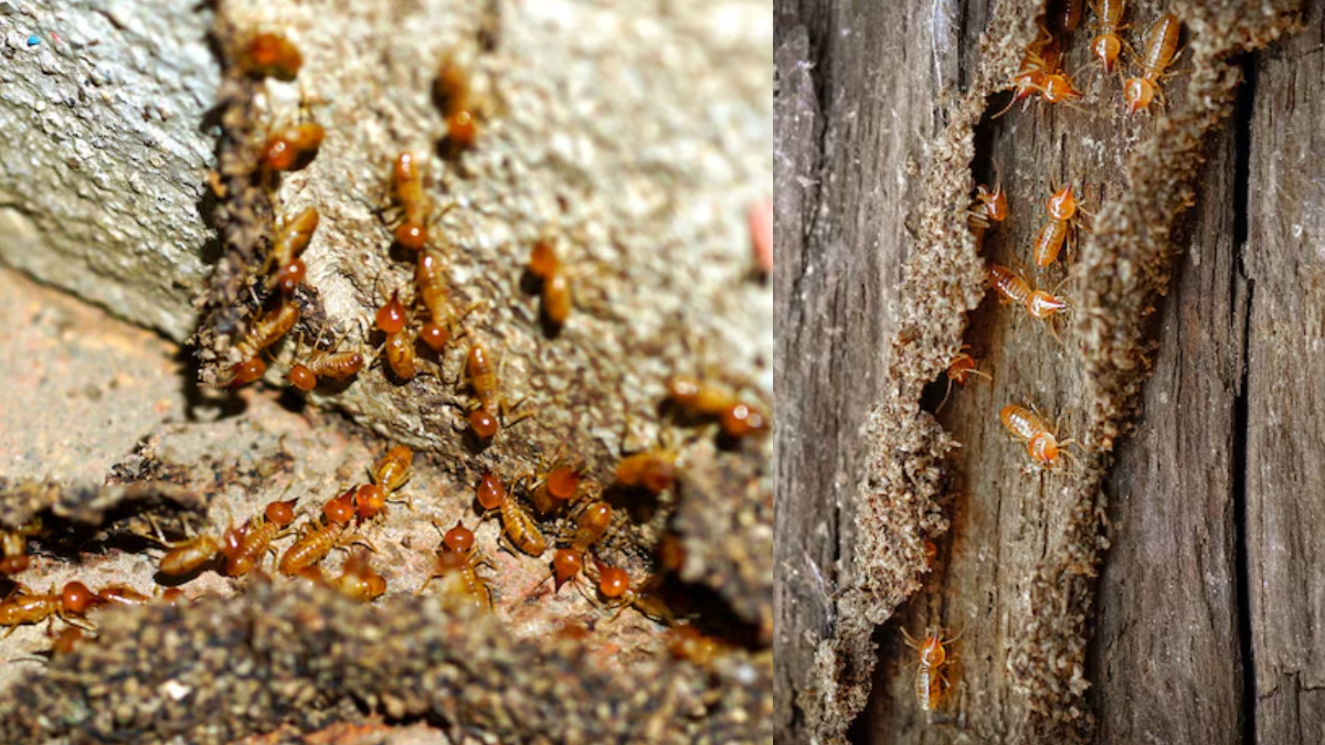 दीमक ने जमा लिया है घर में अड्डा, तो इस 2 रुपए की चीज से कर दें सफाया, दोबारा लौट कर नहीं आएगी