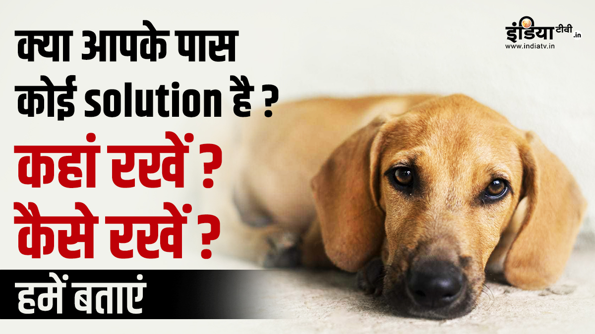 #बेजुबानों की आवाज़: Safe Streets, Safe Strays, India TV’s Search for Solution