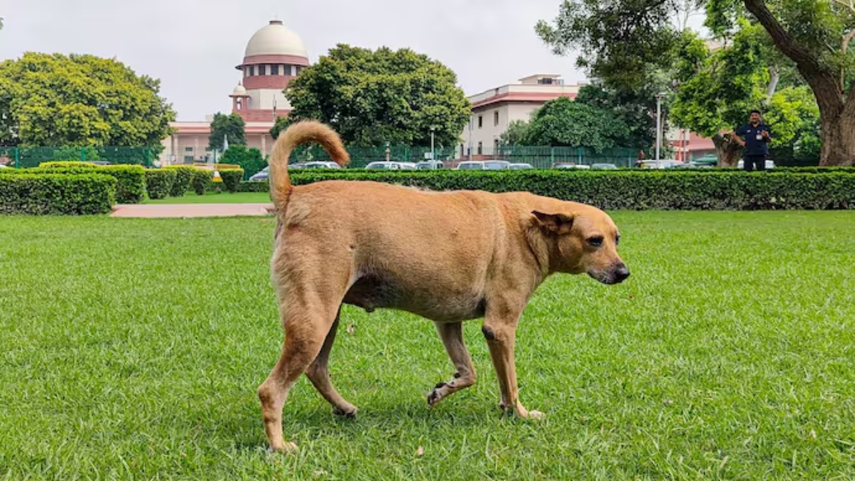 कुत्तों को लेकर सुप्रीम कोर्ट के फैसले पर क्या बोले पशु प्रेमी और राजनीतिक लोग? राहुल गांधी ने भी दी प्रतिक्रिया