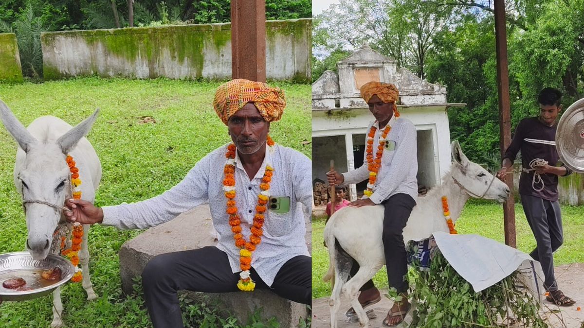 बारिश के लिए ग्रामीणों ने गधे को खिलाए गुलाब जामुन, मुखिया को गधे पर उल्टा बैठाकर श्मशान के चक्कर लगवाए