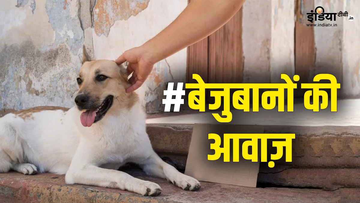 #बेजुबानों की आवाज़: India TV की मुहिम में लोगों ने नसबंदी के अलावा और क्या सुझाए उपाय, जानिए bejubano ki aawaz- India TV Hindi
