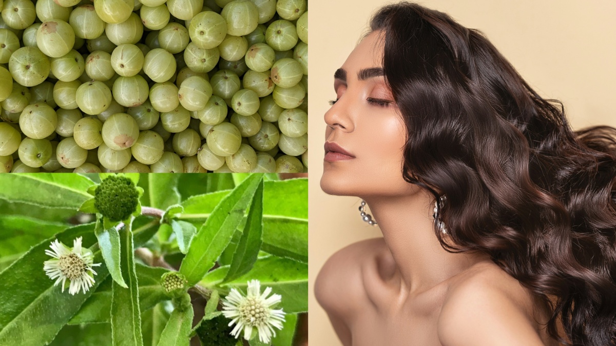 बालों को तेजी से बढ़ाने के लिए आंवला या भृंगराज क्या है ज़्यादा फायदेमंद? आयुर्वेदिक डॉक्टर से जानें