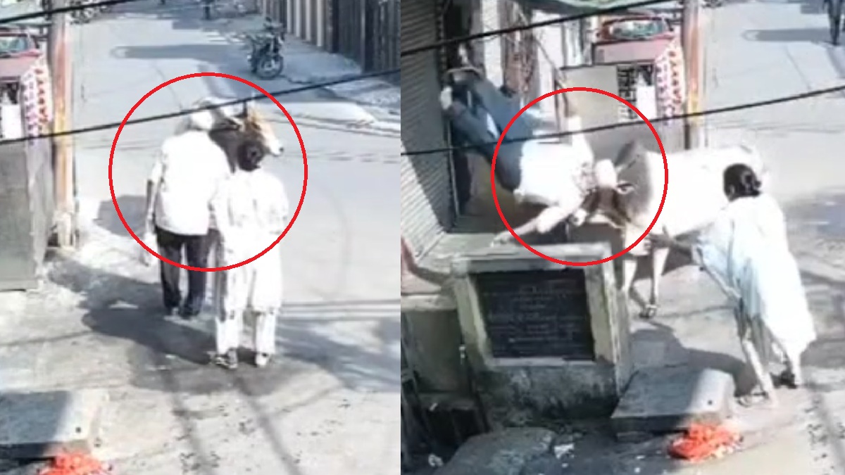 यूपी में आवारा सांड ने राह चलते बुजुर्ग को उठाकर फेंका, हो गई मौत, देखें VIDEO